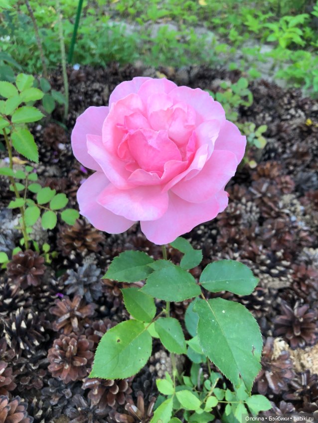 Грибы пошли — Игрушки СССР и советского детства: резиновые