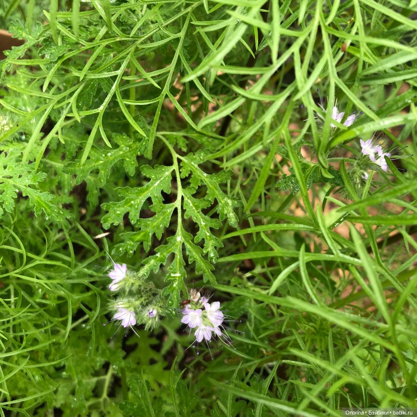 Грибы пошли — Игрушки СССР и советского детства: резиновые