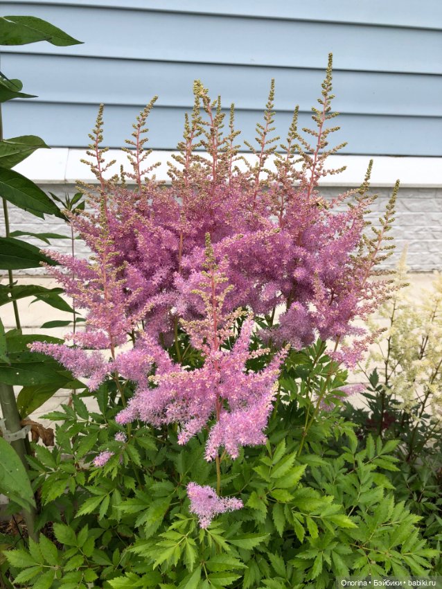 Грибы пошли — Игрушки СССР и советского детства: резиновые