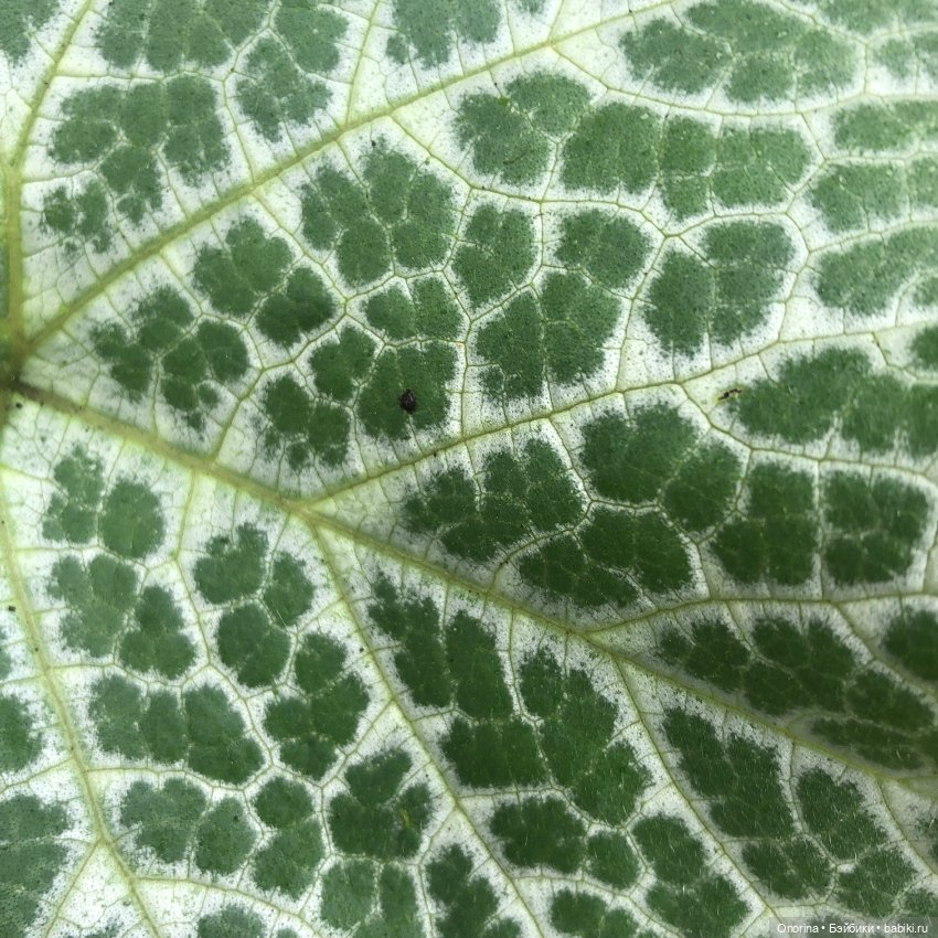 Грибы пошли — Игрушки СССР и советского детства: резиновые