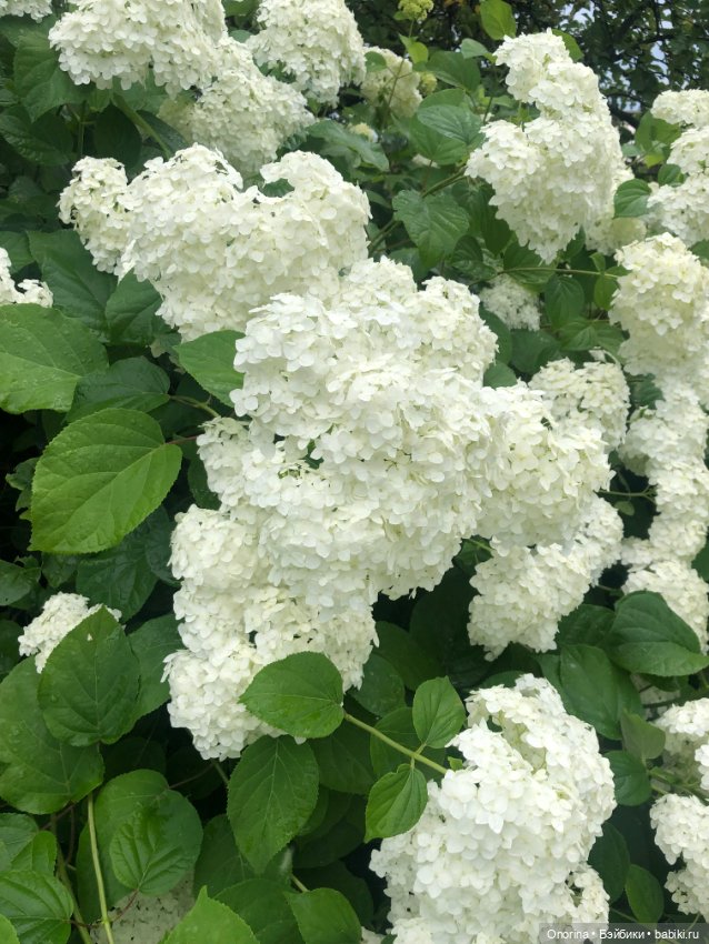 Грибы пошли — Игрушки СССР и советского детства: резиновые