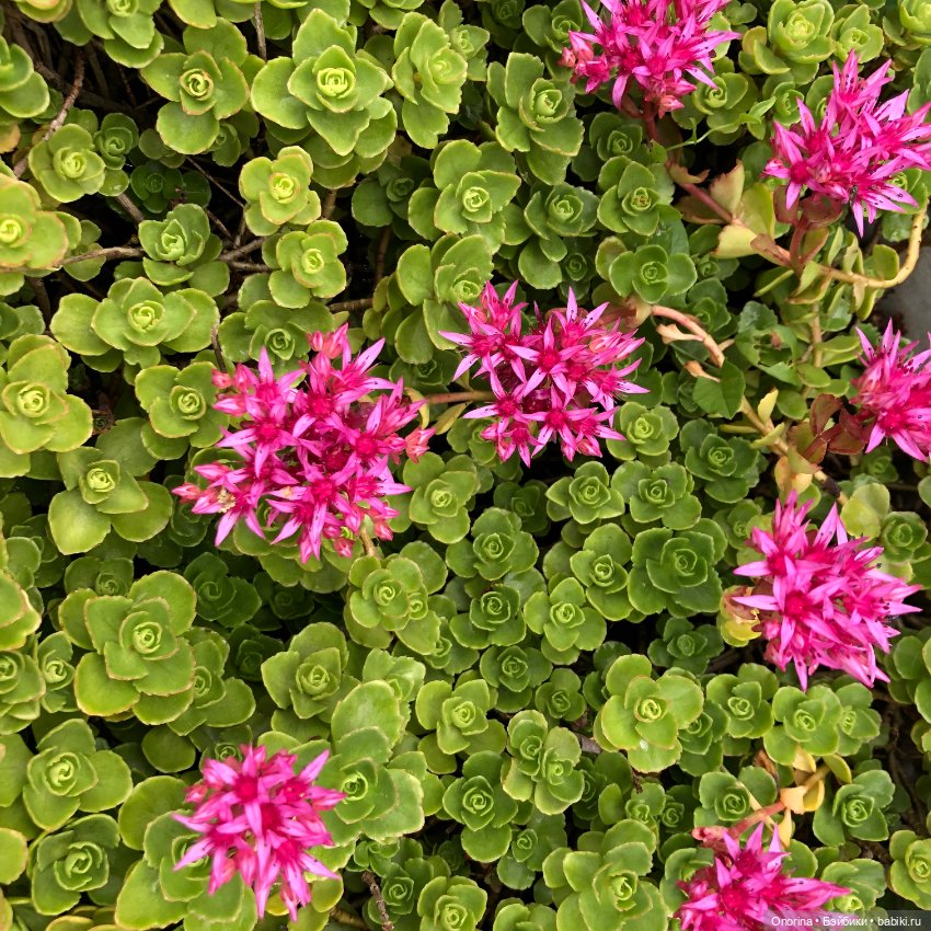 Грибы пошли — Игрушки СССР и советского детства: резиновые (фото 9)