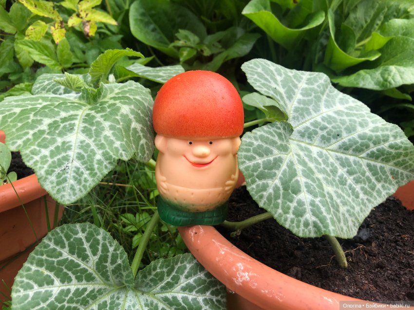 Грибы пошли — Игрушки СССР и советского детства: резиновые