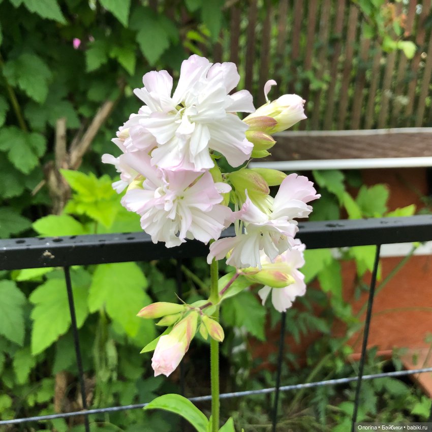 Грибы пошли — Игрушки СССР и советского детства: резиновые (фото 8)