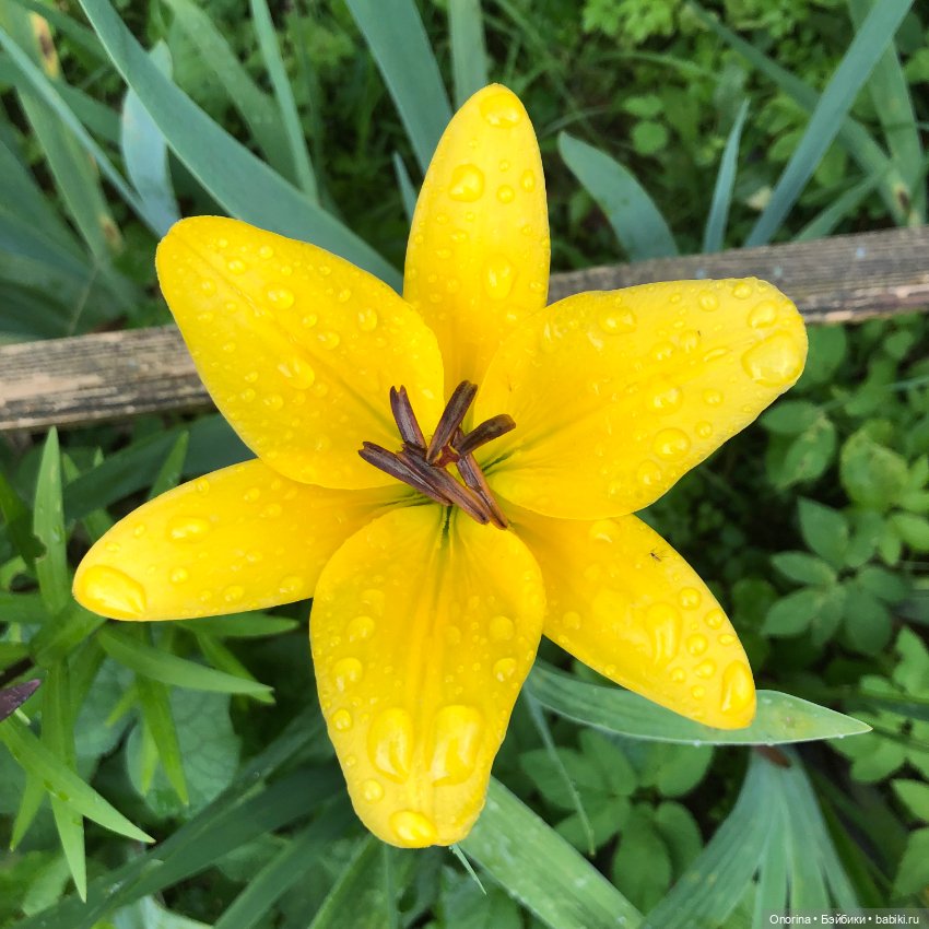 Грибы пошли — Игрушки СССР и советского детства: резиновые