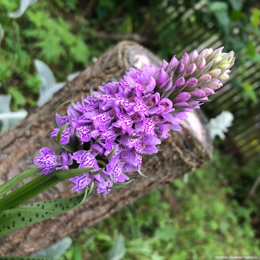 Грибы пошли — Игрушки СССР и советского детства: резиновые