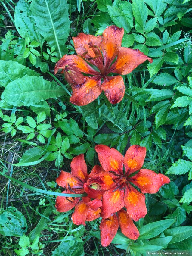 Грибы пошли — Игрушки СССР и советского детства: резиновые