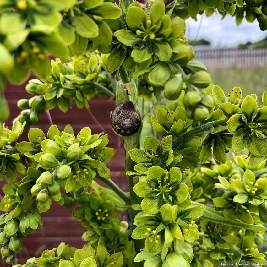 Грибы пошли — Игрушки СССР и советского детства: резиновые