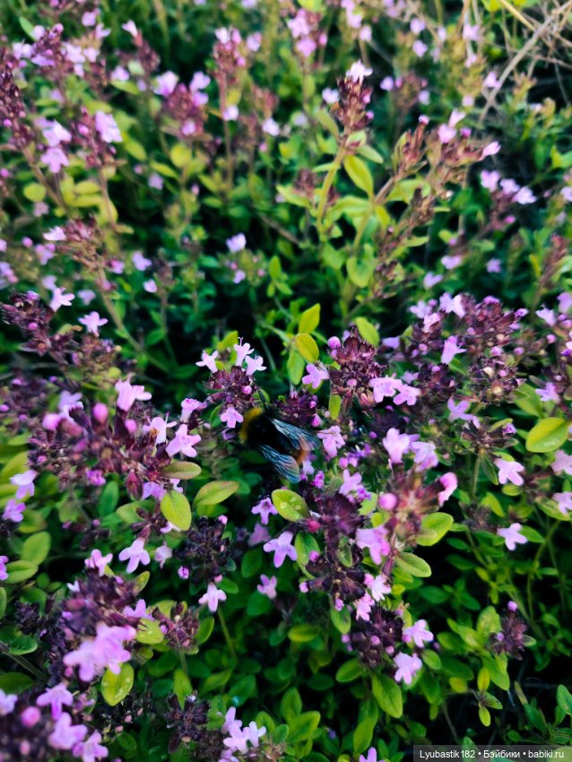 Охотник — Разные шарнирные куклы (не БЖД): редкие (фото 10)