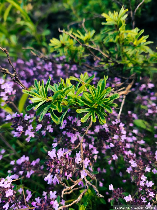 Охотник — Разные шарнирные куклы (не БЖД): редкие (фото 4)