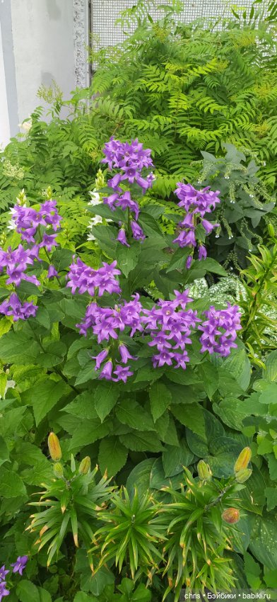 Мой Монстрик Hirono — Фигурки Pop Mart (Поп Март): Blind Box (фото 2)