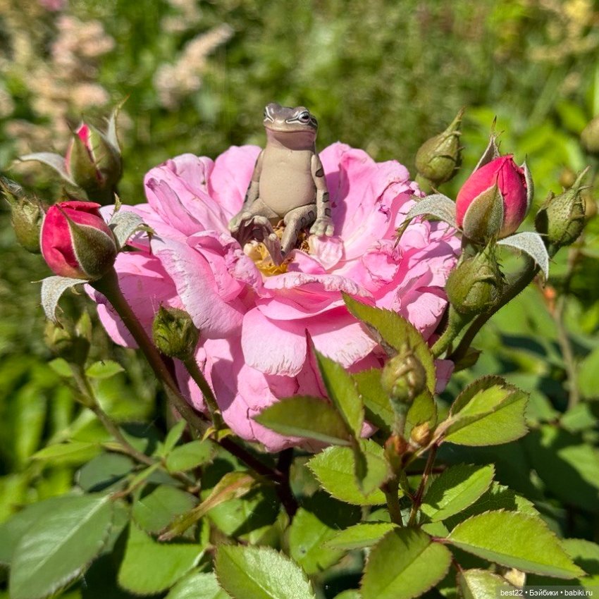 Главный 🐸 по цветочкам — Коллекционные фигурки (разное): животные (фото 4)