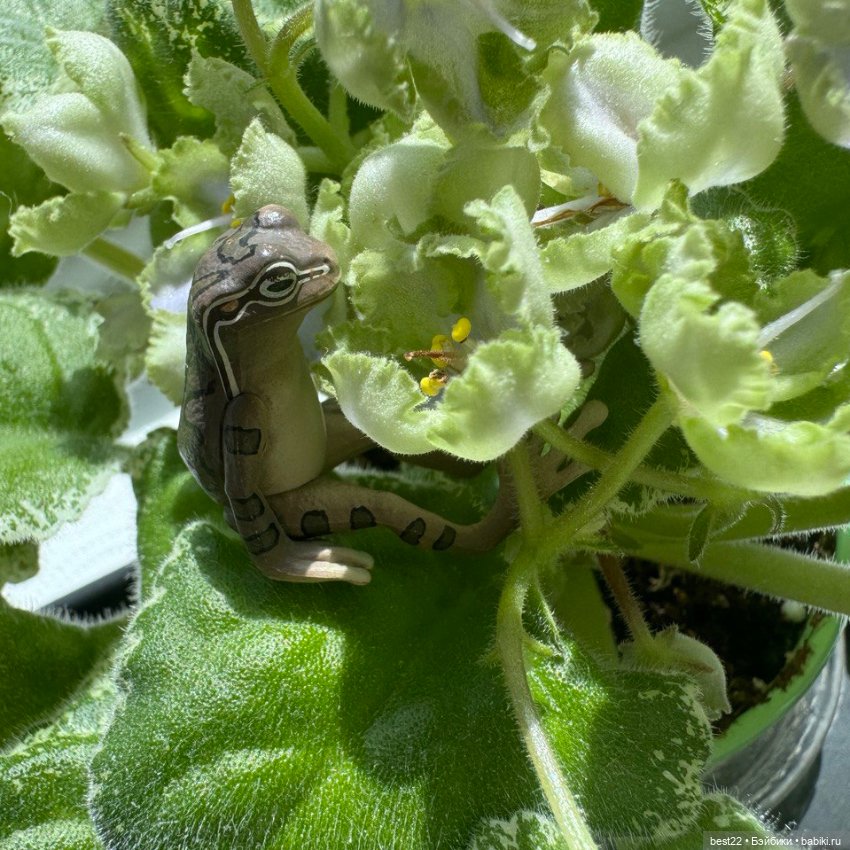 Главный 🐸 по цветочкам — Коллекционные фигурки (разное): животные