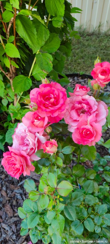 Цветочная фея — Куклы Integrity Toys (Интегрити): Poppy Parker (фото 10)