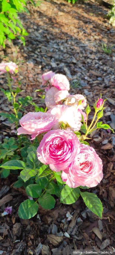 Цветочная фея — Куклы Integrity Toys (Интегрити): Poppy Parker (фото 3)