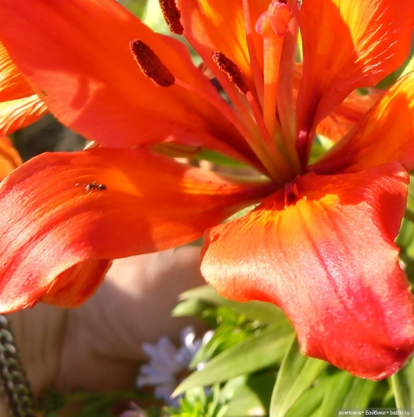 Мануэль — Игровые куклы разных производителей (Разное): редкие бренды