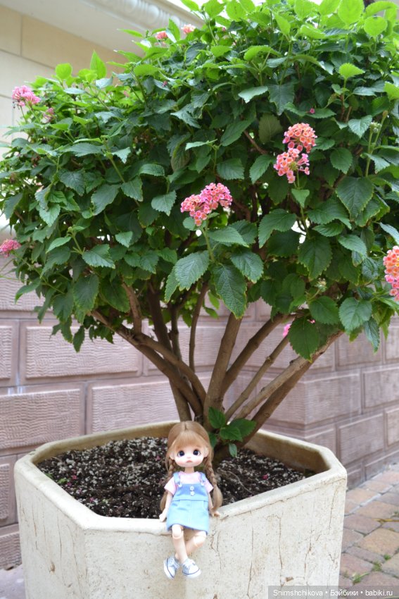 Среди цветов — Разные шарнирные куклы (не БЖД): редкие