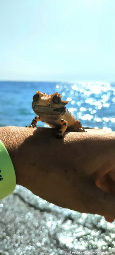 Бананожор Гоша — Коллекционные экшн (фото 3)