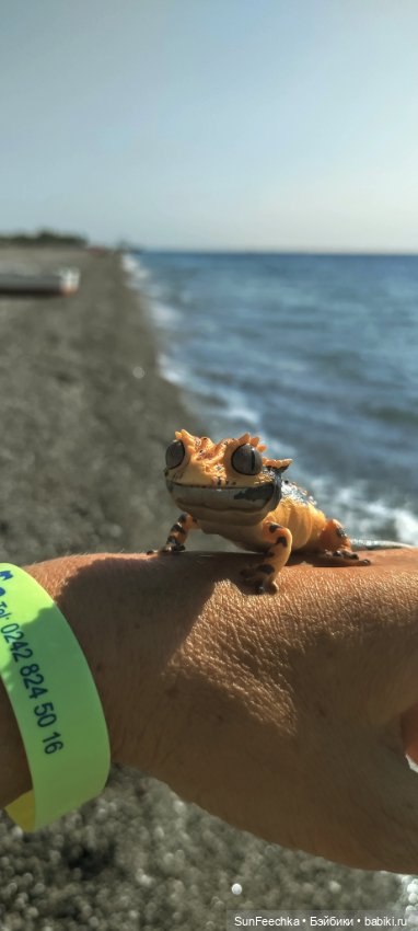 Бананожор Гоша — Коллекционные экшн (фото 2)