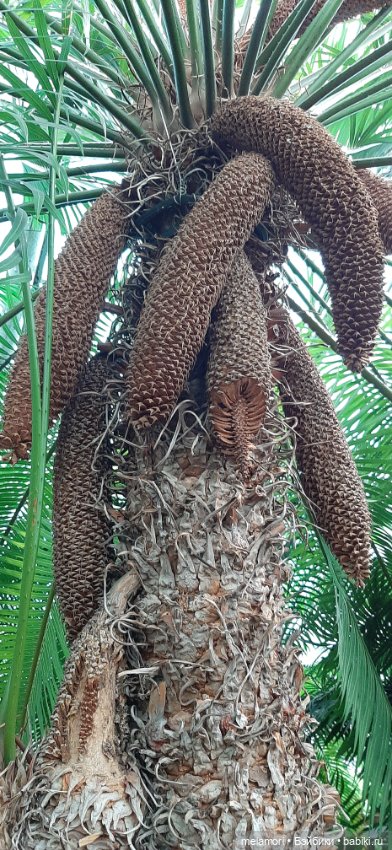 Вместо букета 🌹🌻🌷 — Туризм и путешествия: фотоотчеты из поездок