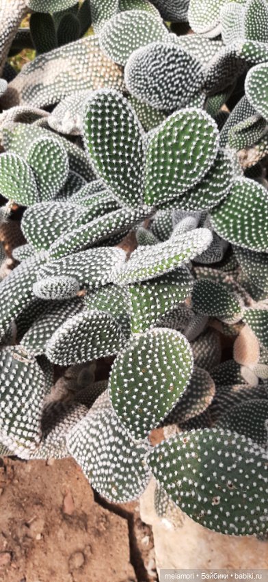 Вместо букета 🌹🌻🌷 — Туризм и путешествия: фотоотчеты из поездок