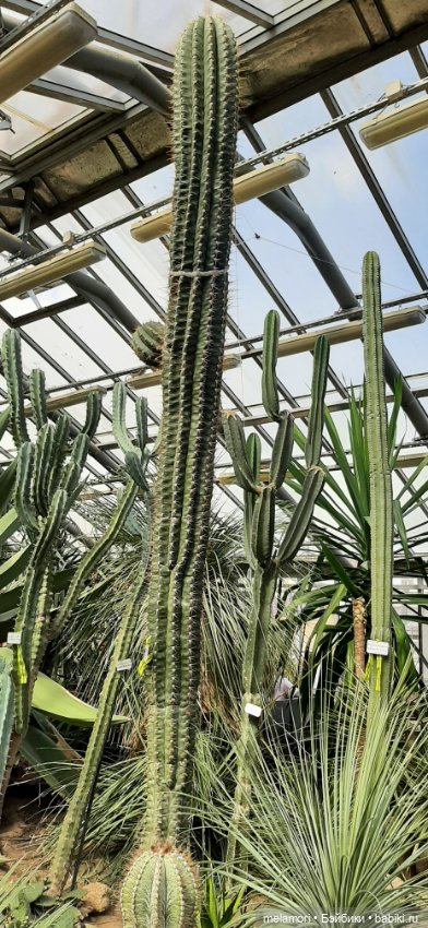 Вместо букета 🌹🌻🌷 — Туризм и путешествия: фотоотчеты из поездок (фото 10)