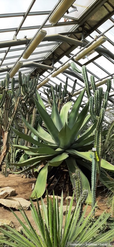 Вместо букета 🌹🌻🌷 — Туризм и путешествия: фотоотчеты из поездок