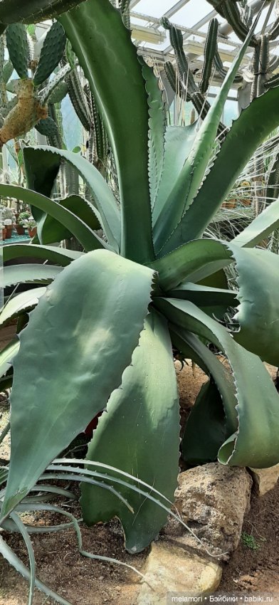 Вместо букета 🌹🌻🌷 — Туризм и путешествия: фотоотчеты из поездок