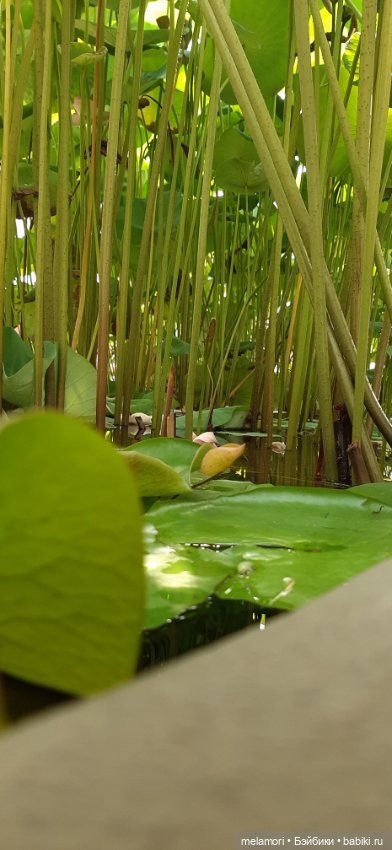 Вместо букета 🌹🌻🌷 — Туризм и путешествия: фотоотчеты из поездок (фото 4)