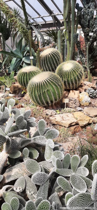 Вместо букета 🌹🌻🌷 — Туризм и путешествия: фотоотчеты из поездок