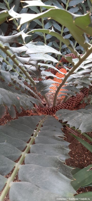 Вместо букета 🌹🌻🌷 — Туризм и путешествия: фотоотчеты из поездок (фото 9)