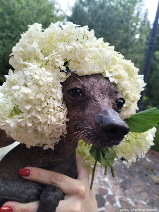 А шарик улетел — Антикварные куклы Kämmer & Reinhardt (K*R): характерные