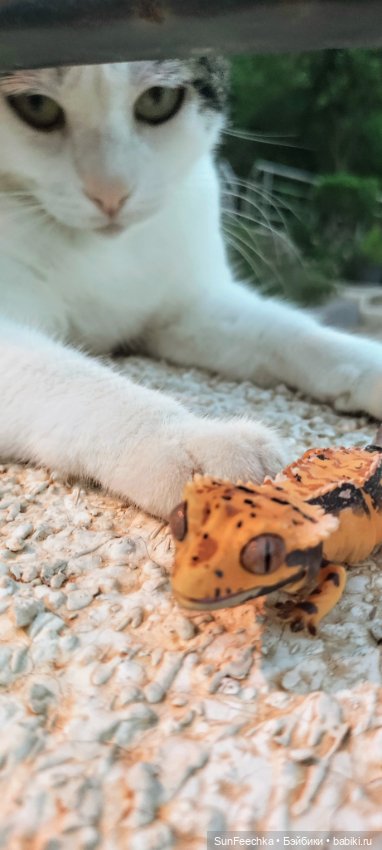 Бананожор Гоша — Коллекционные экшн