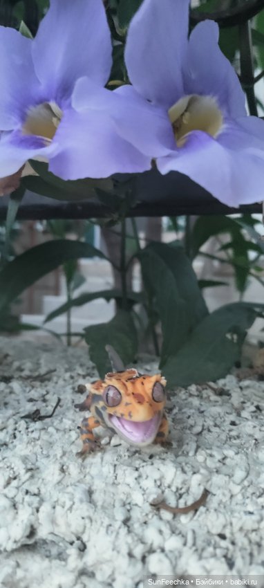 Бананожор Гоша — Коллекционные экшн