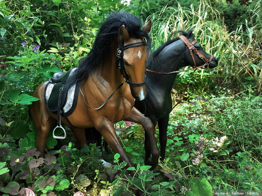 Лошадки — В мире животных: смешные фото питомцев и зверей