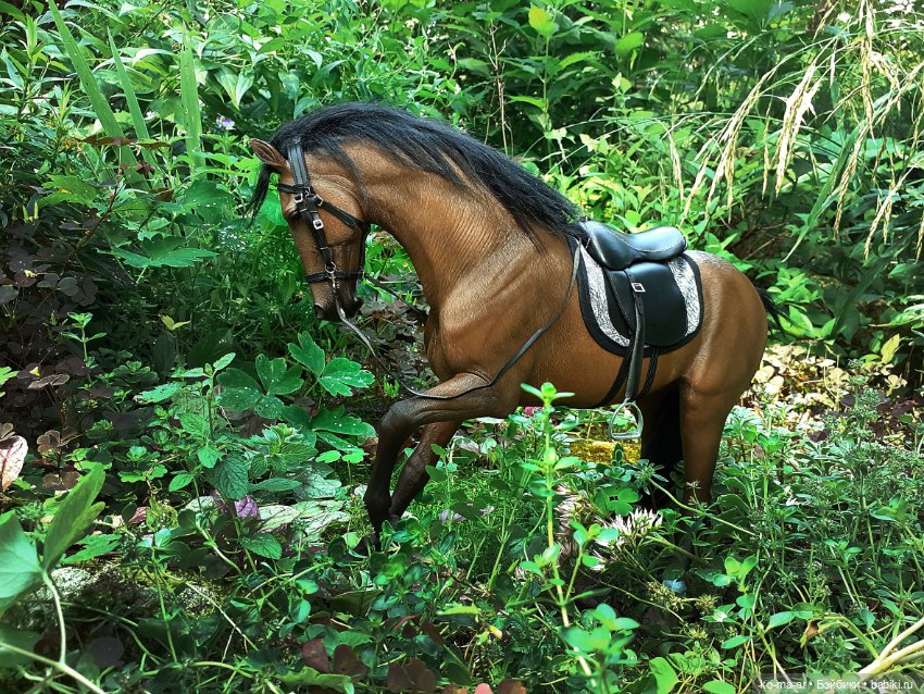 Лошадки — В мире животных: смешные фото питомцев и зверей