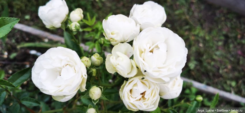 Прекрасные соцветия или прогулки с разными куклами