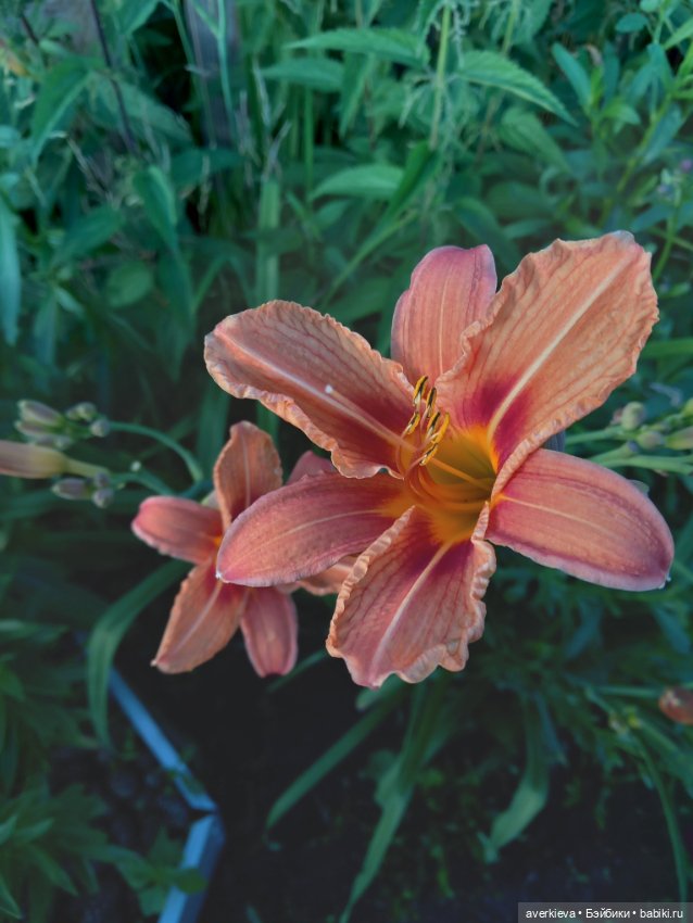 Красивое... Летнее — Винтажные куклы ГДР (Немки): Бигги