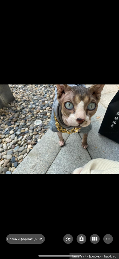 Кот сфинкс — Авторские мишки Тедди и друзья: фото (фото 5)