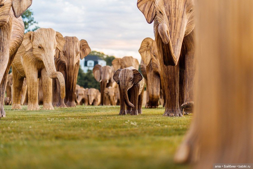 Миграция слонов... деревянных