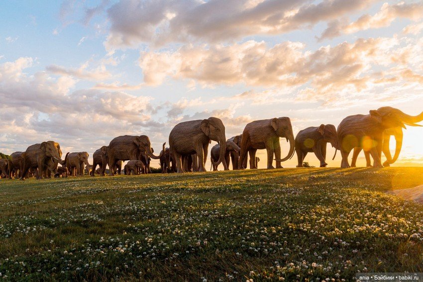 Миграция слонов... деревянных (фото 3)