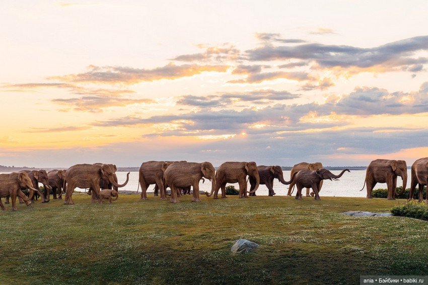 Миграция слонов... деревянных (фото 6)
