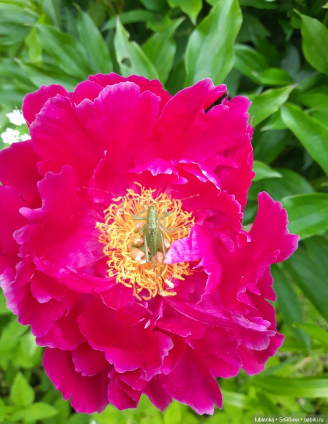 Розово-летняя Изольда — Винтажные куклы ГДР (Немки): Бигги