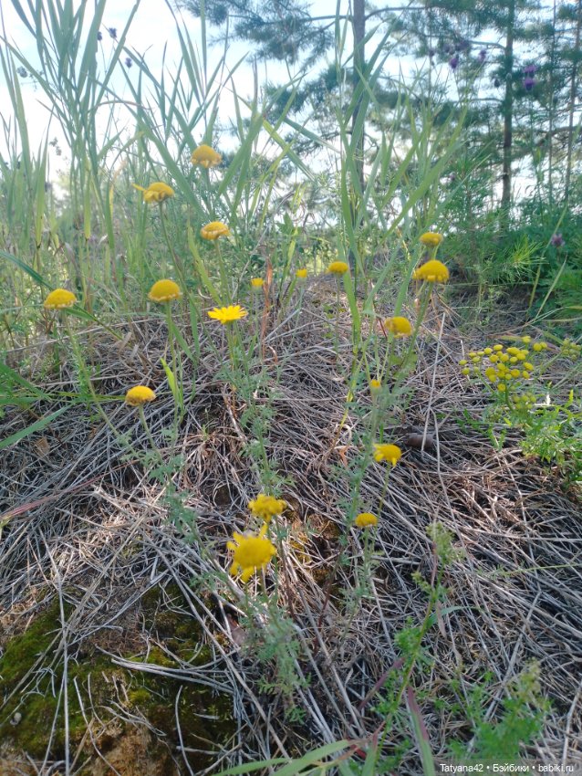 Лето, лес и песок — Куклы Lori (Лори): Battat