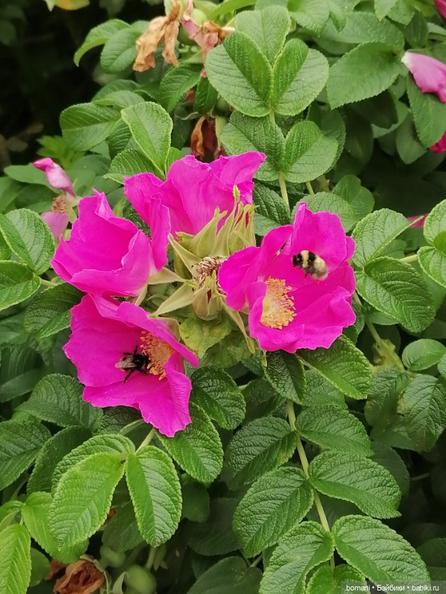 Шарлотта на прогулке — Куклы Heidi Plusczok (Хайди/Хейди Плюсчок) — фото (фото 10)