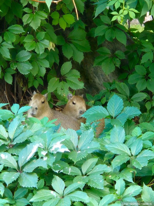Где мы побывали для съёмки кадров Лины в роли травницы (фото 6)