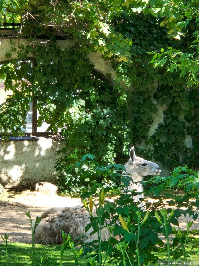 Где мы побывали для съёмки кадров Лины в роли травницы (фото 2)