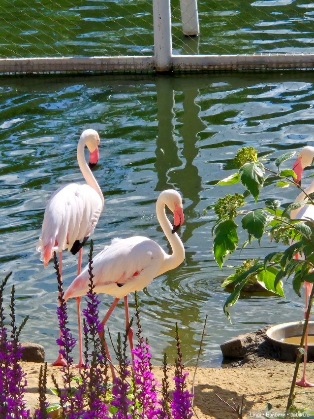 Где мы побывали для съёмки кадров Лины в роли травницы
