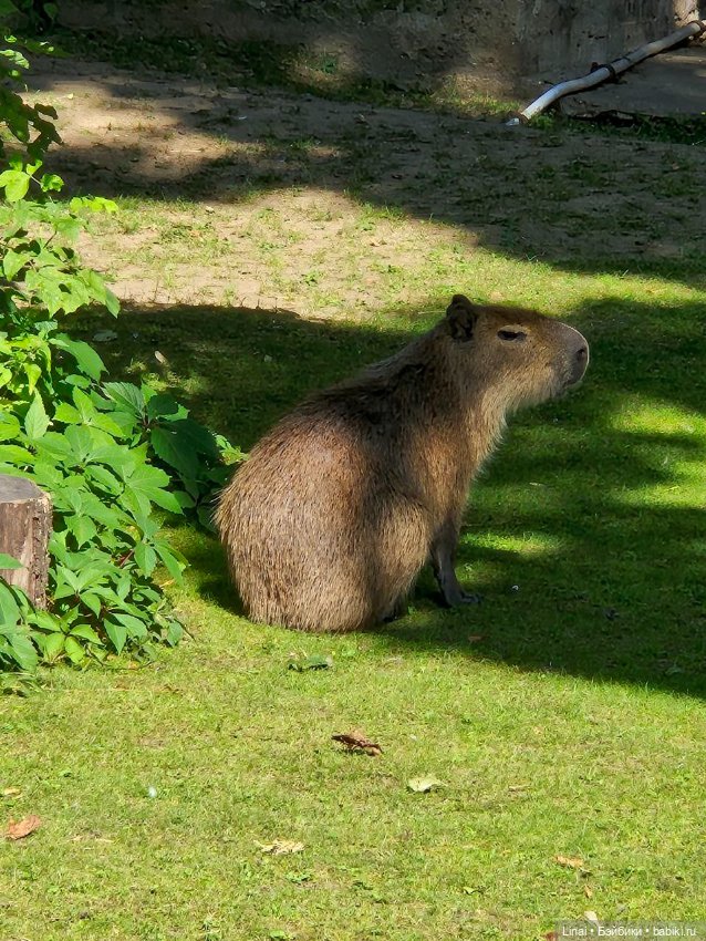 Где мы побывали для съёмки кадров Лины в роли травницы (фото 3)