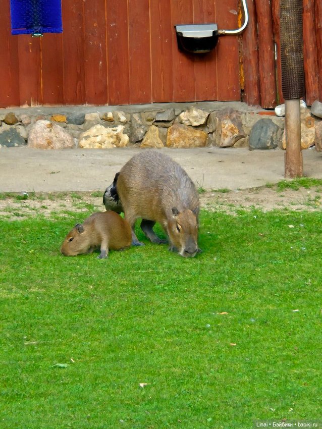 Где мы побывали для съёмки кадров Лины в роли травницы (фото 5)